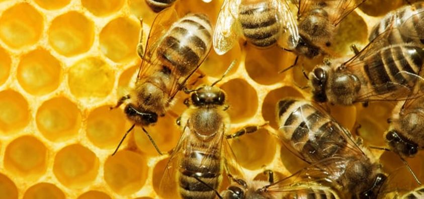 Celebrating World Bee Day: The Importance of Our Tiny Pollinators