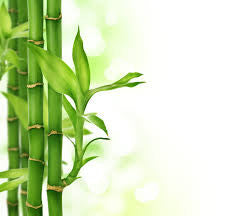 10 things You (Probably) Don’t Know About Bamboo