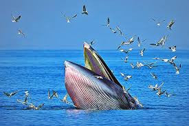 Animals’ Behavior Points Toward Strong El Nino