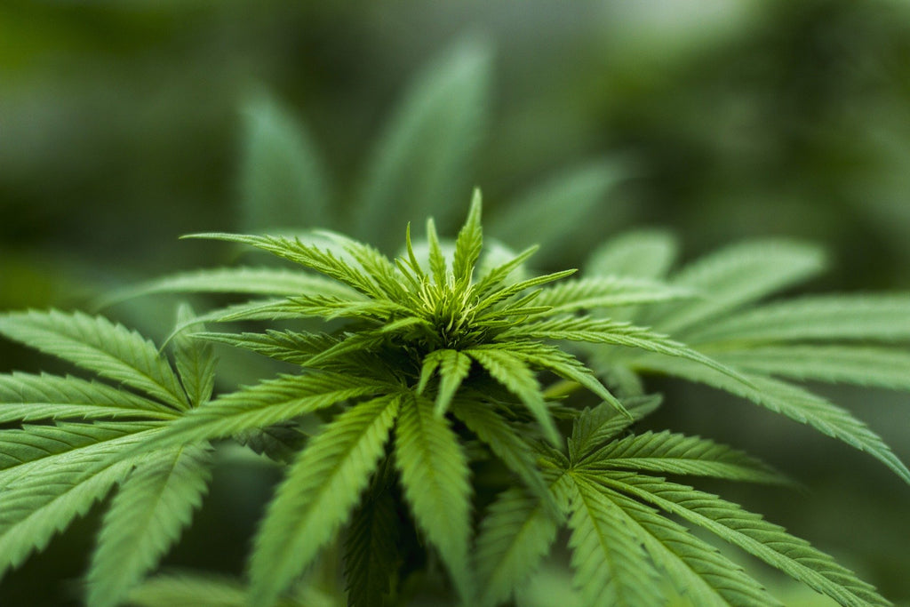 Hemp shirts are a great sustainable clothing option.