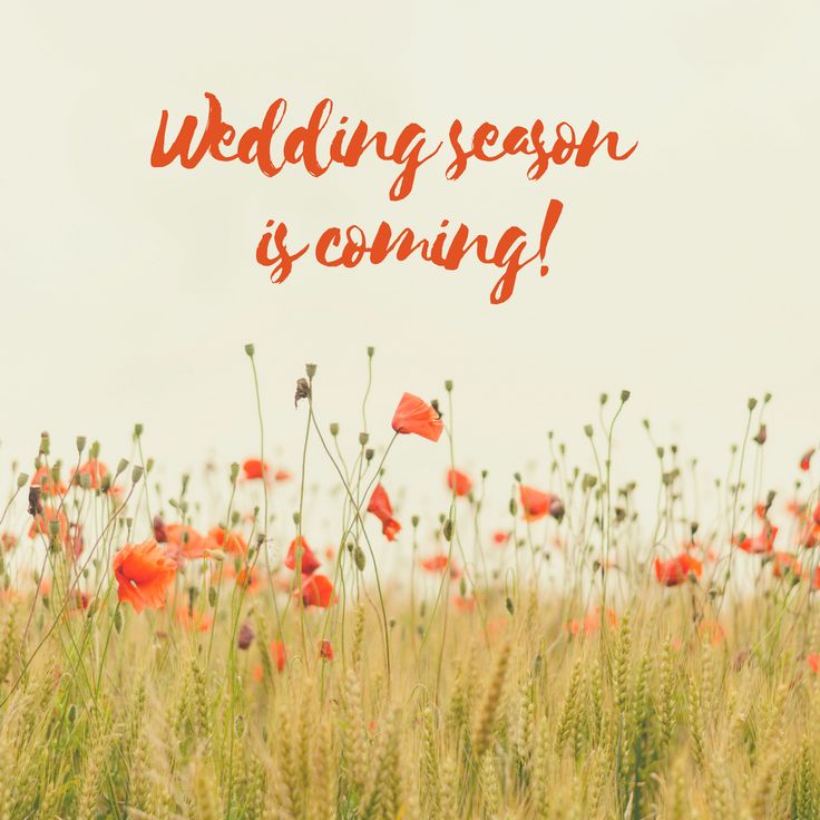 Love in Full Bloom: Navigating Wedding Season with Joy and Grace