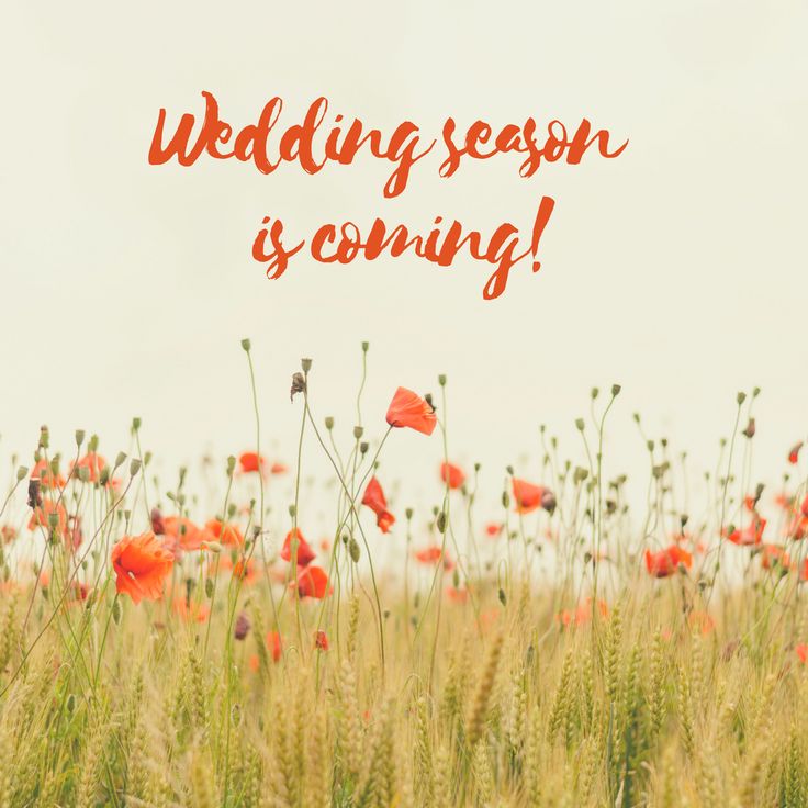 Love in Full Bloom: Navigating Wedding Season with Joy and Grace
