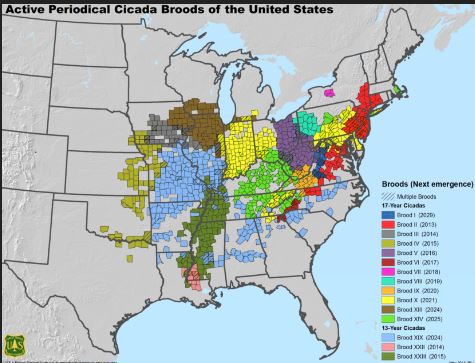 The Emergence of the Cicadas: A Testament to Nature's Resilience