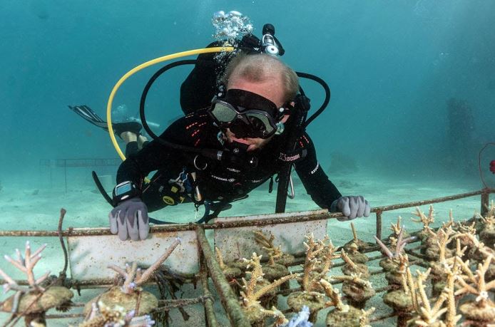 Cultivating the Jewels of the Sea: A Dive into the Importance of Coral Farming